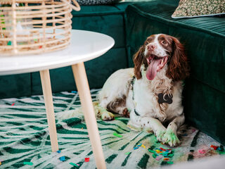 Hond Alfie haalt meer dan 5000 euro op kwam langs in het Glazen Huis!