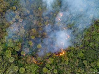 Voor €10 herstel je 15 m² regenwoud: dit doet het WWF met jouw bijdrage