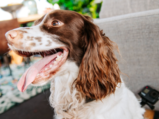 Tourguide Alfie leidt je rond op het 3FM Serious Request terrein
