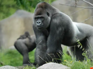 Vrouw die ooit is aangevallen door Bokito is snel over verlies heen