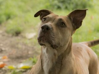 Deze cuties vieren Dierendag zonder thuis