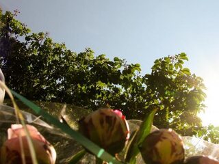 Doktersadvies: Wat kun je doen tegen hooikoorts?