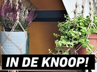 Koop een plantenhanger, steun 3FM SR19: The Lifeline