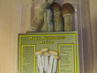 Stenders regelt paddosalade