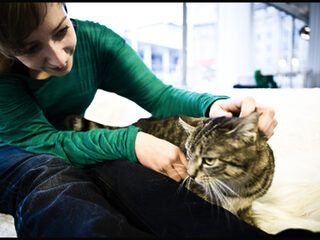 Zo dom zijn die Belgen niet