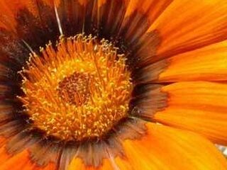 Gerard heeft de lente in zijn kop