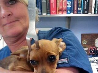 Nooit Grappig: Hond met vork in kop