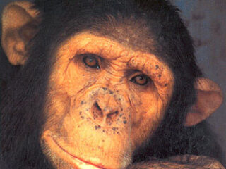 Apenanussen likken en meer 3FM-hoogtepunten