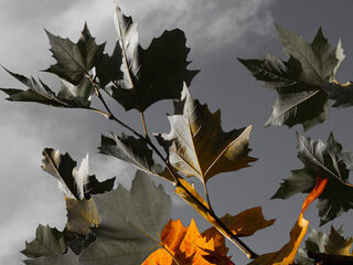 Original Soundtrack: Herfst