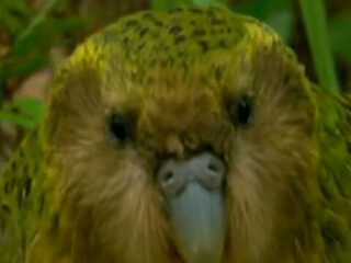 You're being shagged by a rare parrot