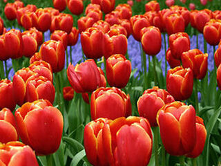 Actie: Hollandse avond