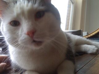 Nooit Grappig: haar op je tanden hebben