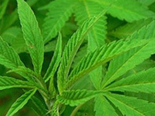 Parodie op 'Love The Way You Lie' voor wietlegalisatie