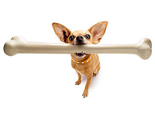 Een hondenbaan is Nooit Grappig