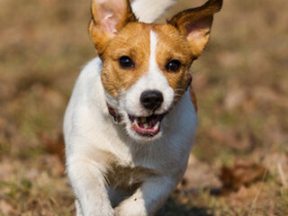 Nooit Grappig: een gecastreerde Jack Russel