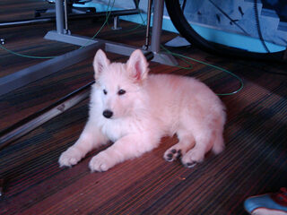 Nooit Grappig: Een drugshond zijn