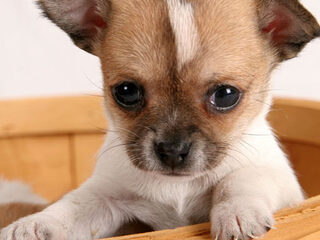 De Chihuahua-fokker en andere 3FM-hoogtepunten