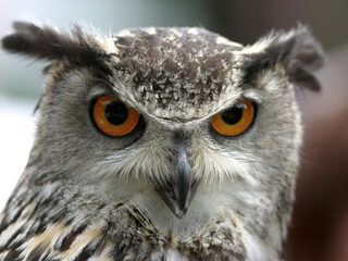 De Vijf Van Vrijdag: Purmerend en de oehoe