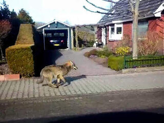De Vijf Van Vrijdag: de wolf na 150 jaar terug