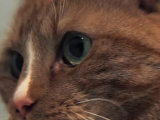 Poezen reageren instinctief op Nobody Beats The Drum