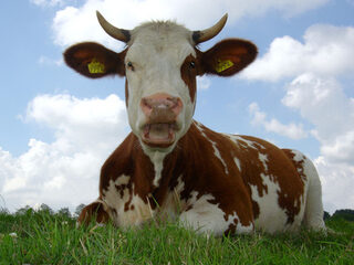 Nooit Grappig: Bellen over koetjes en kalfjes
