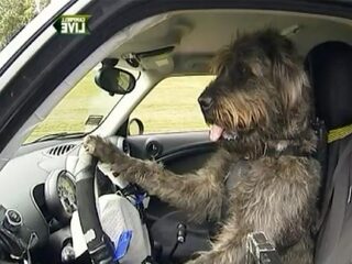 Nooit Grappig: Honden achter het stuur