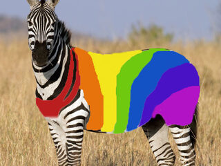 Nooit Grappig: een homozebrapad in de Roze Stad