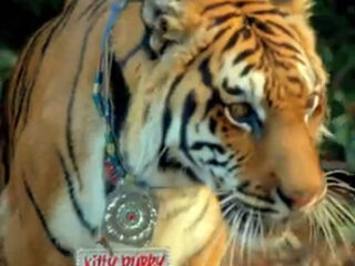 Katy Perry brengt nieuwe videoclip 'Roar' uit