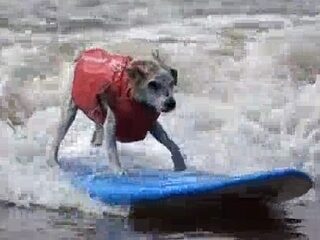 Gaan voor de poedelprijs is Nooit Grappig