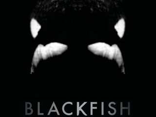 Muzikanten cancelen optredens SeaWorld