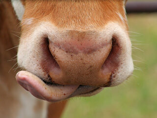 Kalverliefde is Nooit Grappig