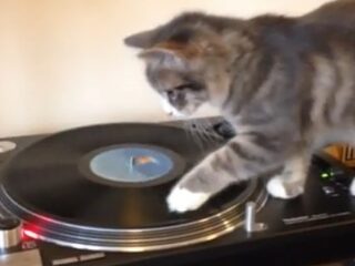 Katten en muziek: niet altijd een goede combinatie