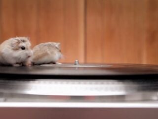 Beesten op draaitafels: knaagdieren