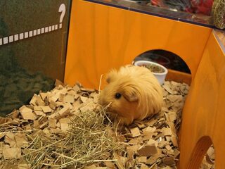 Lotje is tot WKavia verkozen