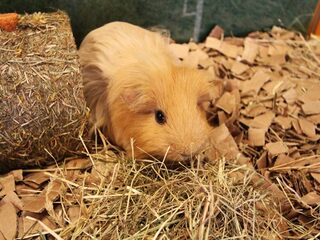 WKavia Lotje voorspelt gelijkspel Nederland-Chili