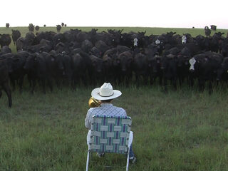Boer geeft koeien serenade op trombone