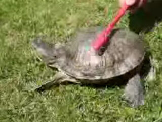 Schildpad gaat los op Benny Benassi's 'Satisfaction'