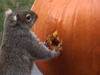 Eekhoorntjes snijden pompoen uit