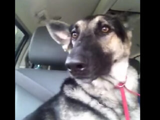 Herdershond met veel gevoel voor ritme