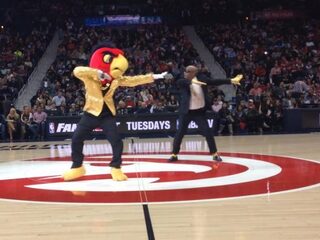 Harry The Hawk (vogeltjes)danst op 'Uptown Funk'