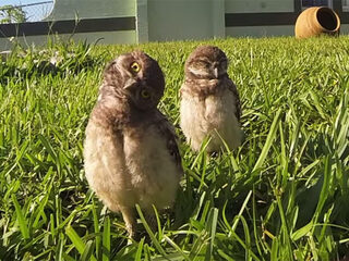 Uiltjes dansen als de baas van huis is