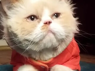 Deze kat moonwalkt als Michael Jackson