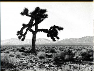 Onbekende fan sloopt U2's originele Joshua Tree