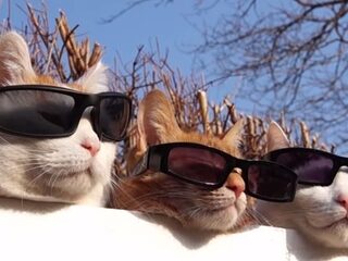 Katten. Overal katten.