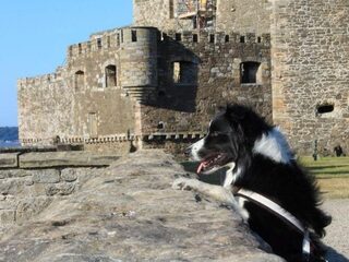 Een hondenbruiloft is Nooit Grappig