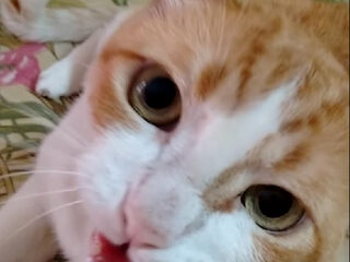 Feelgood: deze kat zingt lekker mee