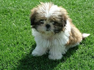 Het op z'n hondjes doen is Nooit Grappig