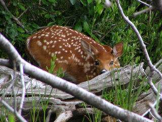 Nooit Grappig: bambi als huisgenoot