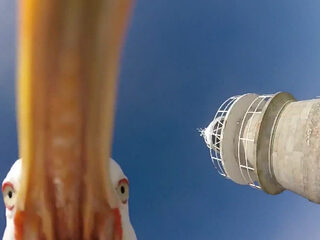 Spaanse meeuw jat camera van Duitse toerist