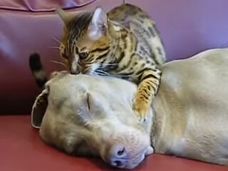 Kat hypnotiseert hond tegen tennisbalverslaving